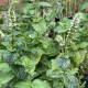 Mentha hemingwayensis  'Mojito'