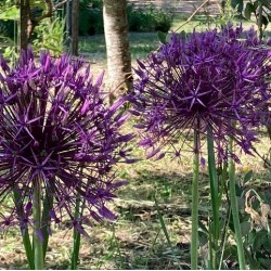Allium 'Purple beauty''
