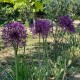 Allium 'Purple Rain''