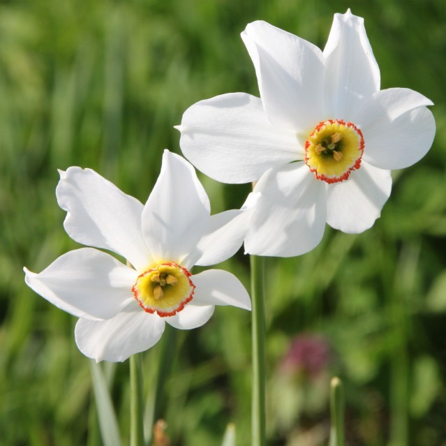 Narcissus poeticus recurvus, narcisse des Poètes, achat/vente en ligne