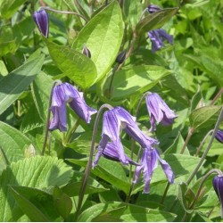 Clematis integrifolia 'Baby Blue'