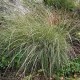 Muhlenbergia rigens