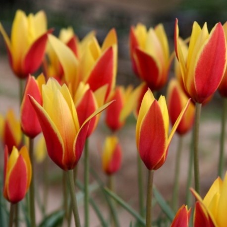 Tulipa clusiana chrysantha 'Tubergen's Gem'