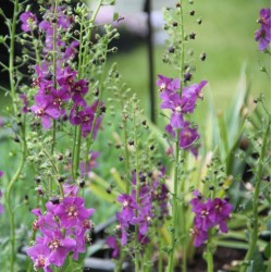 Verbascum phoeniceum 'Violetta'