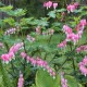 Lamprocapnos spectabilis