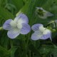 Viola elatior