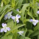 Viola elatior
