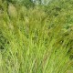 Stipa calamagrostis