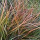 Stipa arundinacea