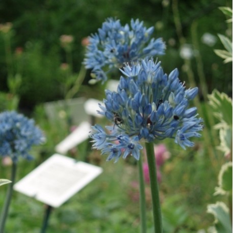Allium caeruleum