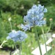Allium caeruleum