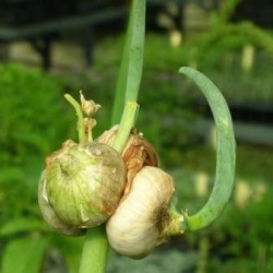 Allium cepa var proliferum