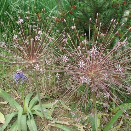 Allium schubertii