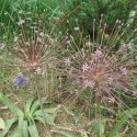 Allium schubertii