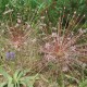 Allium schubertii
