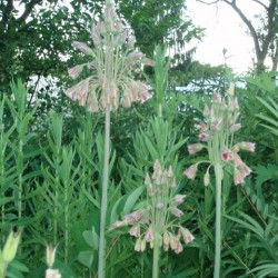 Allium siculum dioscoridis