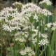 Allium tuberosum