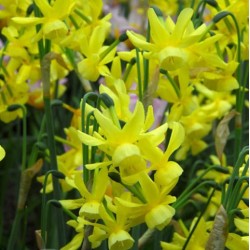 Narcissus triandus  'Hawera'