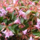 Abelia 'Edouard Goucher'