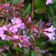 Abelia 'Pink Pong'