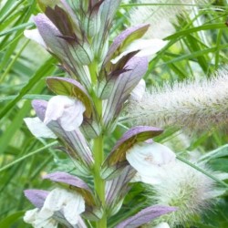 acanthus 'morning candle' détails de la fleur