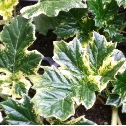 Acanthus 'Whitewater'