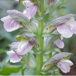 Acanthus hungaricus