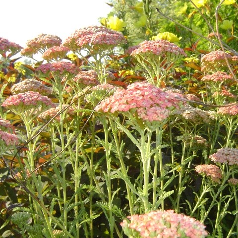 Achillea 'Chamois', achille millefeuille rose, plante vivace de soleil