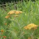 Achillea 'Terracotta'