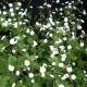 Ranunculus aconitifolius 'Flore Pleno'