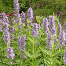 Agastache foeniculum 'Blue Fortune'