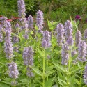 Agastache foeniculum 'Blue Fortune'