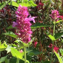 Agastache foeniculum 'Globe Trotter'