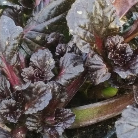 Ajuga reptans 'Black Scallop'