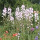 Sidalcea 'Elsie Heugh'