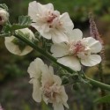 Althaea x. 'Parkallee'