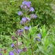 Anchusa azurea 'Feltham pride'