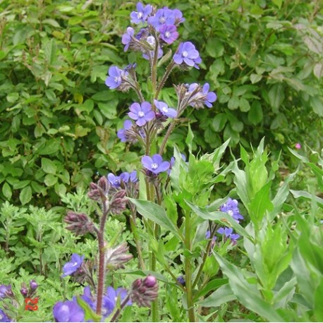 Anchusa azurea 'Feltham pride'