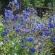 Anchusa azurea 'Feltham pride'