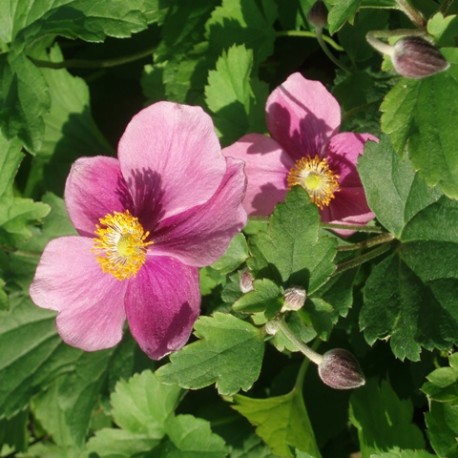 Anemone hupehensis 'Hadspen Abundance', anémone du Japon, plante vivace