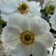 Anemone x.hybrida 'Honorine Jobert'