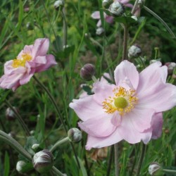 Anemone x.hybrida 'Königin Charlotte'