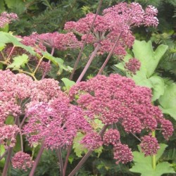 Angelica sylvestris 'Adoué'