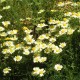 Anthemis tinctoria 'E.C. Buxton'