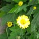 Anthemis tinctoria 'E.C. Buxton'