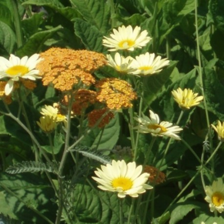 Anthemis tinctoria 'Wargrave Variety'