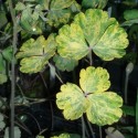 Aquilegia vulgaris 'Leprechaun Gold'
