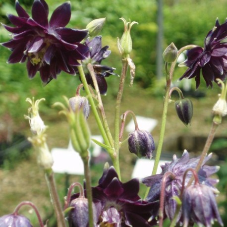 Aquilegia vulgaris 'Clementine Dark Purple'