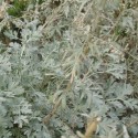 Artemisia absinthium 'Lambrook Silver'