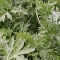Artemisia absinthium 'Silverado'